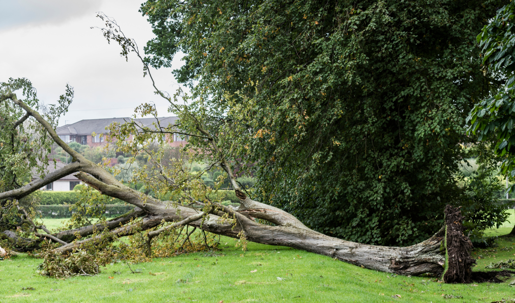 storm Eowyn damage from strong winds and hard weather conditions - tree fallen